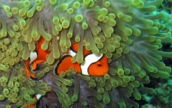 Thailand Underwater Pix